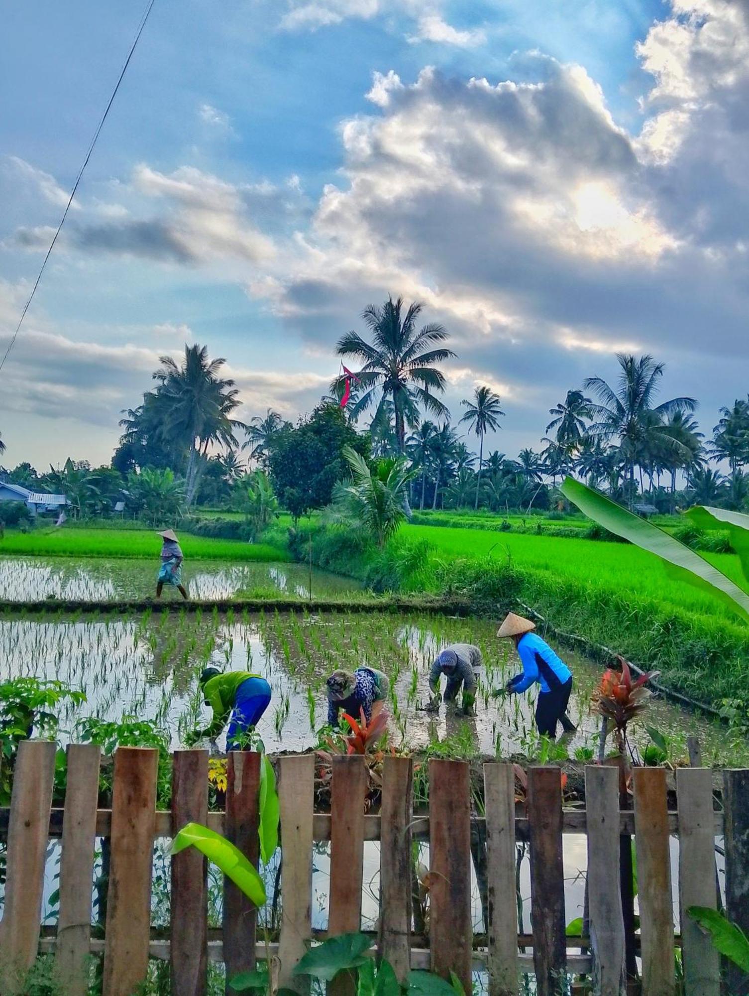 Alfarizi Homestay Tetebatu Eksteriør bilde